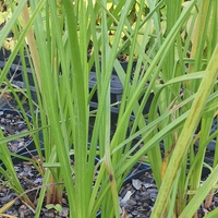 Kniphofia  'Vanilla'